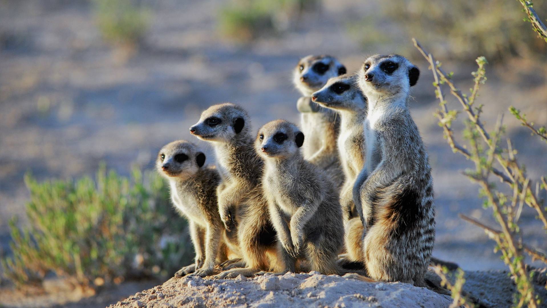 A photograph showing a group of meerkats.